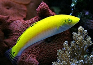 Gul gylte (Halichoeres trispilus)